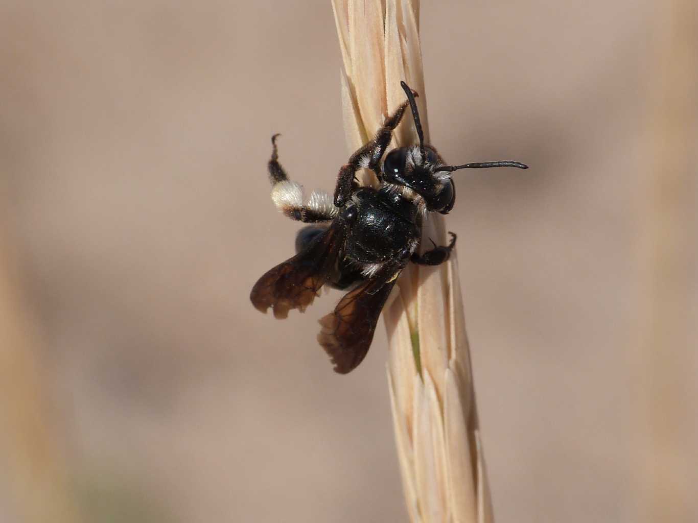 Andrena vecchia: A. agilissima